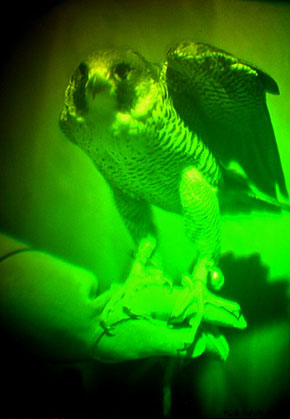 FALCON WITH WINGS RAISED 1986 (Rob Munday)