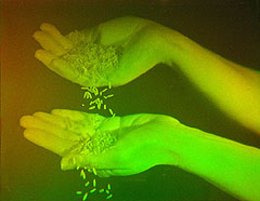HANDS & RICE 1983