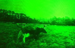 COWS IN MOTION 1, 1991