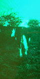 COWS IN MOTION 2, 1991