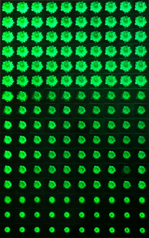 BLOOMING FLOWER HOLOGRAM  2006
