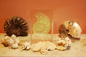 NAUTILUS SHELL 1979