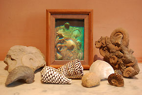 SEASHELLS 1979