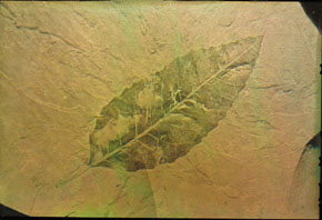 fossil leaf