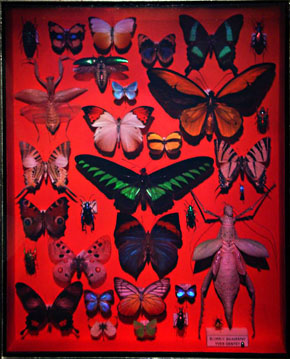 BUTTERFLIES 2008