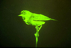 Robin