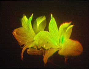 Peruvian Lily