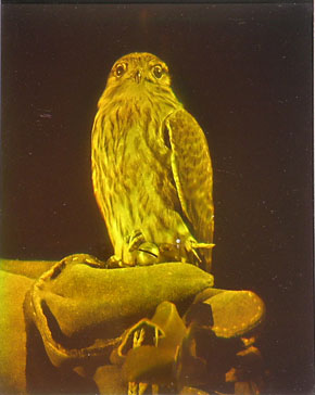 HAWK
Reflection hologram on film
10"x8"
